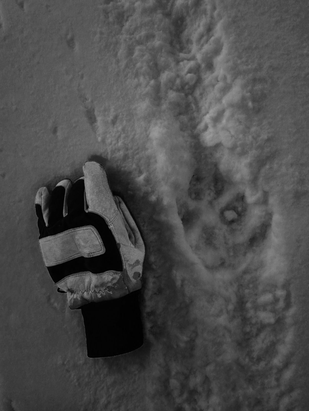 Wolf track